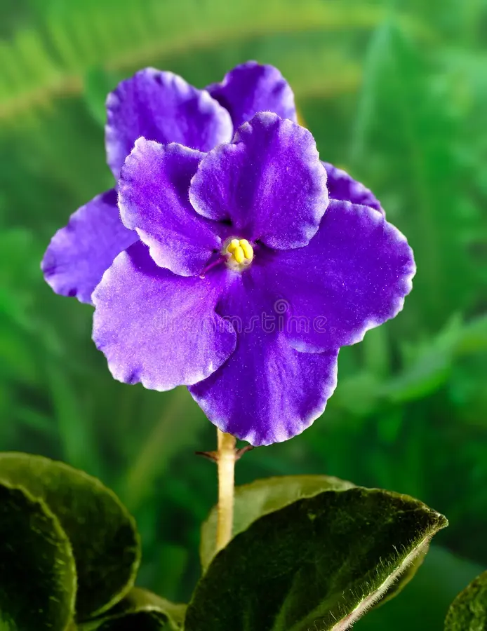 Saintpaulia violet
